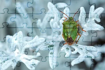 Toy jigsaw puzzle