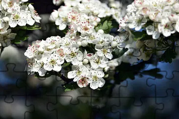 jigsaw puzzle