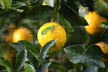 Toy jigsaw puzzle