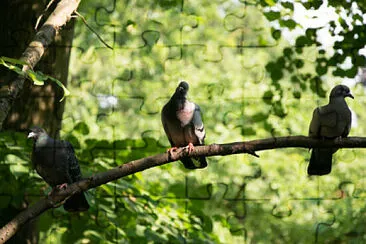  jigsaw puzzle