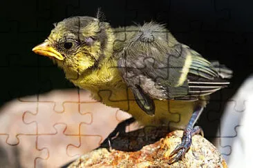  jigsaw puzzle