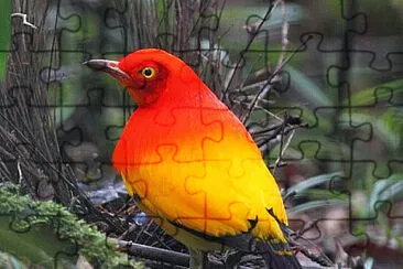  jigsaw puzzle