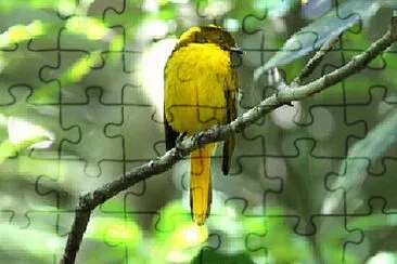  jigsaw puzzle