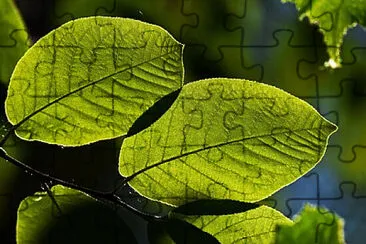 Toy jigsaw puzzle