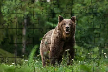  jigsaw puzzle