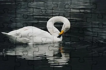  jigsaw puzzle