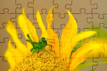  jigsaw puzzle