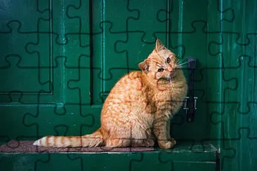 jigsaw puzzle