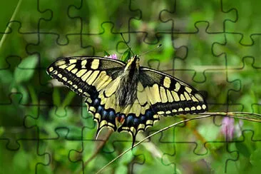 Toy jigsaw puzzle