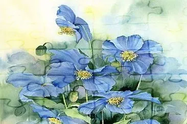 Pavots de l ' Himalaya