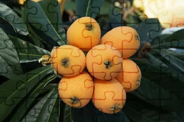 פאזל של Toy
