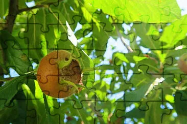 Toy jigsaw puzzle