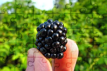 Toy jigsaw puzzle