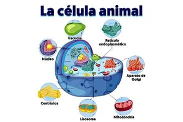 celula animal jigsaw puzzle