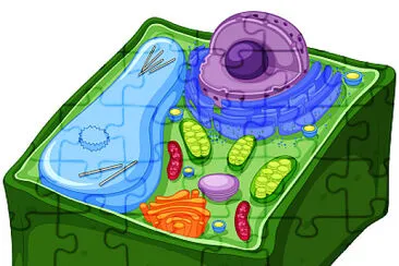 celvegetal jigsaw puzzle