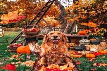 perro