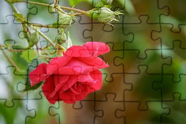 Toy jigsaw puzzle