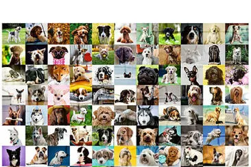 cute puppies jigsaw puzzle