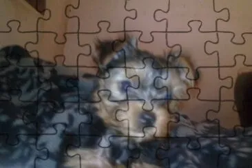 dogs jigsaw puzzle