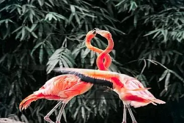 Two flamingoes jigsaw puzzle
