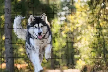 Toy jigsaw puzzle