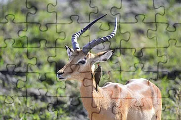פאזל של Toy