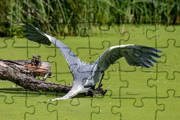 Toy jigsaw puzzle