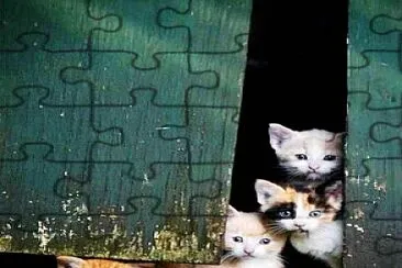 gato jigsaw puzzle