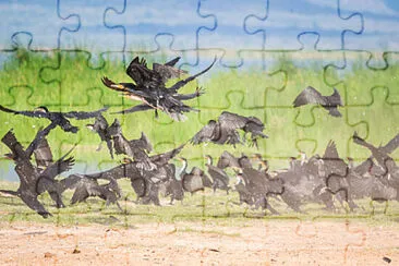  jigsaw puzzle
