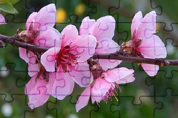 OK jigsaw puzzle