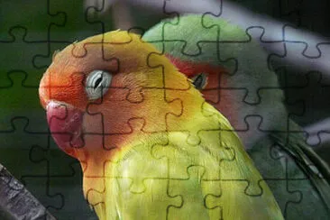 Toy