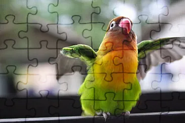 Toy