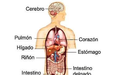 juega con los órganos del cuerpo humano jigsaw puzzle