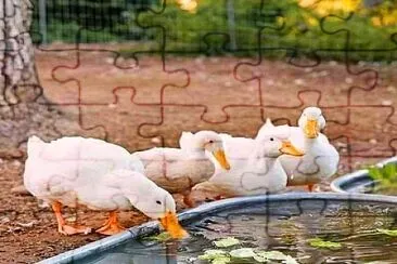 animales