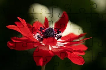  jigsaw puzzle