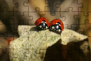Toy jigsaw puzzle