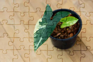 Toy jigsaw puzzle