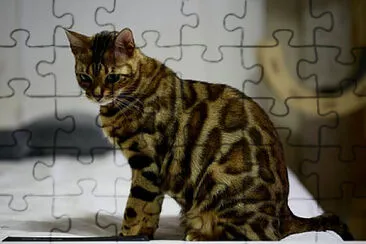 Toy jigsaw puzzle