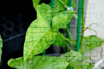 Toy jigsaw puzzle