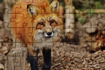 Toy jigsaw puzzle