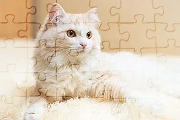 Toy jigsaw puzzle