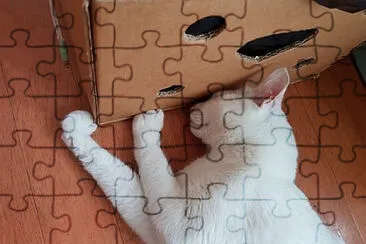 Toy