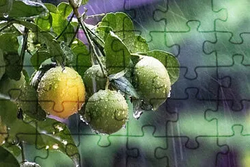 Toy jigsaw puzzle