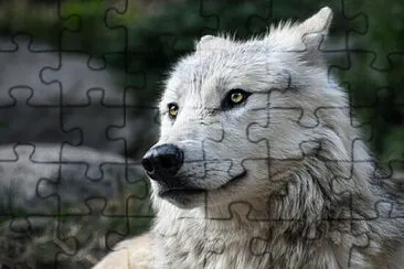 Toy jigsaw puzzle