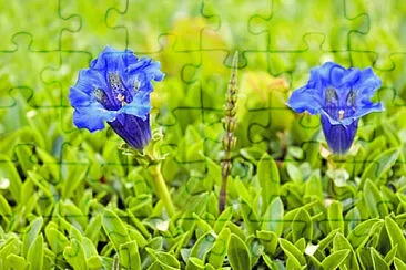 OK jigsaw puzzle