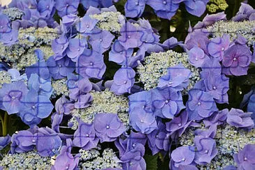 OK jigsaw puzzle