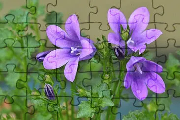 OK jigsaw puzzle