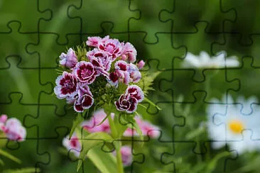 OK jigsaw puzzle