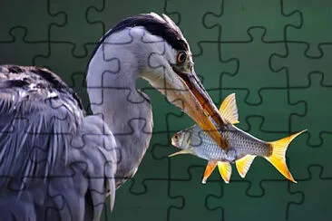 פאזל של Toy