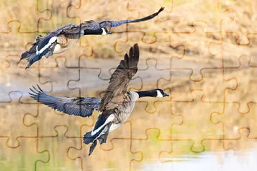 Toy jigsaw puzzle
